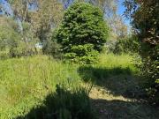 Villa in affitto a Pisa PI