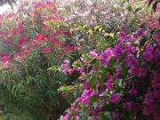 Villa in in affitto da privato a Terracina riva dei...