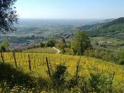 Villa in vendita a Alonte VI