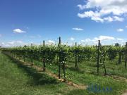 Villa in vendita a Carpi