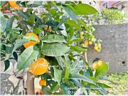 Villa in vendita a Genova GE