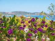 Villa in vendita a Golfo Aranci, Sos Aranzos