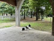 Villa in Vendita a Loreggia