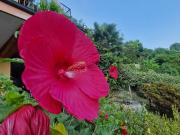 Villa in vendita a Miasino NO