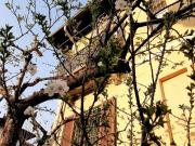 Villa in vendita a Milano MI