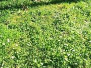 Villa in vendita a Poggio a Caiano PO