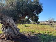 Villa in vendita a Polignano a Mare BA