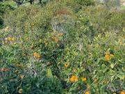 Villa in vendita a Scicli