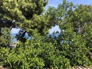 Villa in vendita a Trebisacce CS