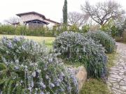 Villa singola in vendita a Scansano