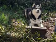 Villa singola in vendita a Tortona largo Europa No Number