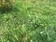 Villa singola in vendita a Treviso, Piazza dei Signori