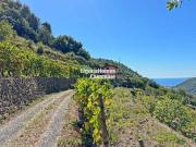 Villa singola in vendita a Vallebona strada Fuberta