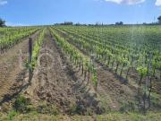 Villa singola in vendita ad Asciano