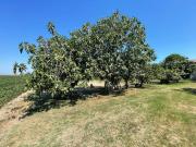 Villa unifamiliare in vendita a Ravenna