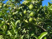 Villa/villetta in vendita a Partinico