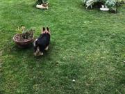 Villetta bifamiliare in affitto a Sarzana 130 mq Rif:...