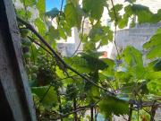 Villetta indipendente in vendita di 145 m² in Vico freddo