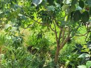 Villetta indipendente in vendita di 330 m² in Via San...