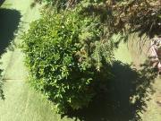 Villette a schiera in vendita a Ravenna, Madonna...