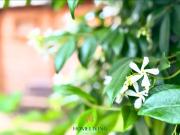 Villette a schiera in vendita a Trezzano sul Naviglio