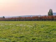VINEYARDS CALLING, BAUGRUND MIT WEINBLICK