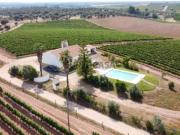 Vinha com 166 228m2, com benfeitoria projeto em Estremoz