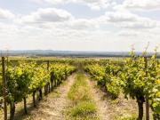 Vinha em produção, 2 montes, olival e antiga pedreira...
