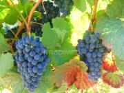 Vinha em produção no Alto Douro Vinhateiro