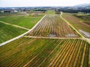 Vinhas Península de Setúbal, casas, anexos e armazém, 45Ha