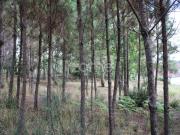 Viseu Viseu 87065904