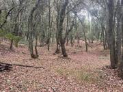 Vive el Bosque, Vive Tlalpuente, terreno en Venta Vive el Bosque, Vive Tlalpuente, terreno en Venta