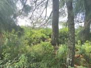 Vive rodeado de bosque, Amplio terreno en El Astillero,...