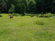 ¡Vive rodeado de naturaleza en Pucón! ️ Parcela...