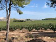 Vivienda de alto standing en venta Jumilla, Murcia