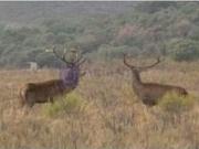 Vivienda exclusiva en venta Moraleja, Extremadura