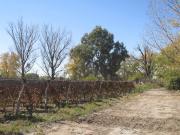 Viñedo 4.7 has en Venta en San Carlos Valle de Uco
