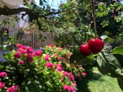 Von privat: Mehrgen. Haus, vielseitig nutzbar, Wohnen,...