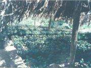 VT 063 RANCHO CAFETALERO PRODUCTIVO EN, Villaflores, Chiapas