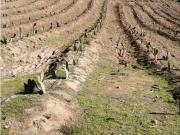 Vta Terreno sector de Aithue,Melipilla MAN 600