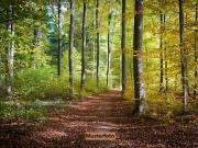 Waldfläche provisionsfrei