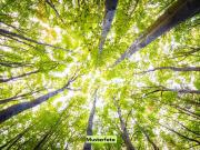 Waldfläche provisionsfrei