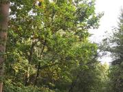 Waldgrundstück. 2,82 Hektar. Mischwald. zu verkaufen