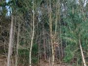 Waldgrundstück 4,26 ha in Weitendorf zu verkaufen