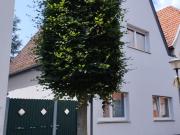 Warendorf Altstadt, Zweifamilienhaus in bester Lage