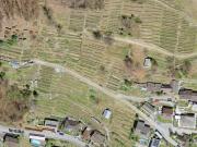 Weinberg mit 800 Merlot Rebstöcken an sehr sonniger...