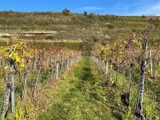 WEINGARTEN IN AUSSICHTSLAGE WEINGARTEN,...