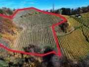 Weingarten mit Landwirtschaft in Kranach, Gemeinde...