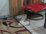 Well Conditioned Sultan Colony Well Conditioned Sultan Colony