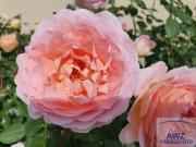 WELS Zentrum: Vermiete Unterkunft für WG, Monteure und...